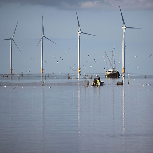 Un pêcheur travaille dans des eaux calmes entouré de plusieurs éoliennes et d'un bateau, avec des oiseaux volant au-dessus.