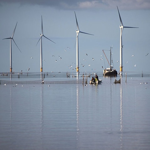 Photo d'un parc éolien offshore près duquel passe un bateau de pêche