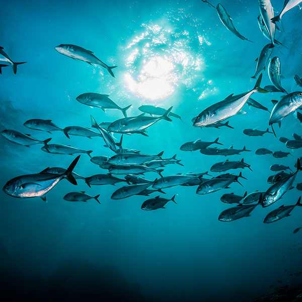 Un banc de poissons nageant sous l'eau, éclairé par la lumière du soleil filtrant à travers la surface de l'eau.