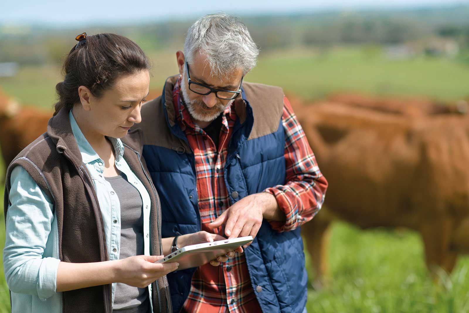 Deux personnes examinent des données sur une tablette dans un pré verdoyant avec des vaches en arrière-plan.
